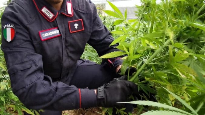 carabinieri scoperta piantagione cannabis Copy