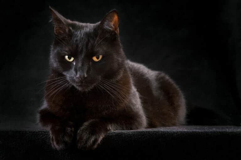 gatto mammone