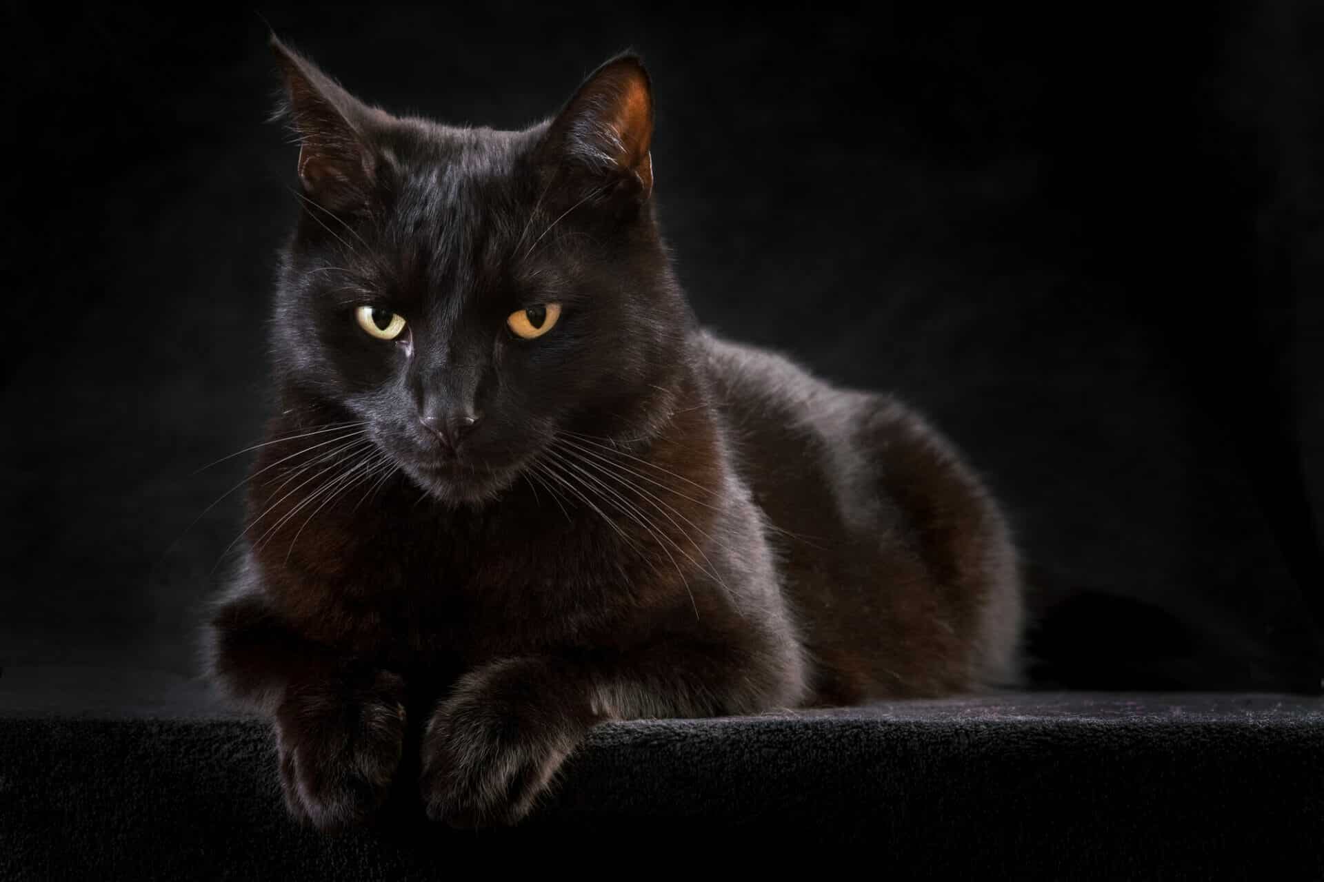 gatto mammone