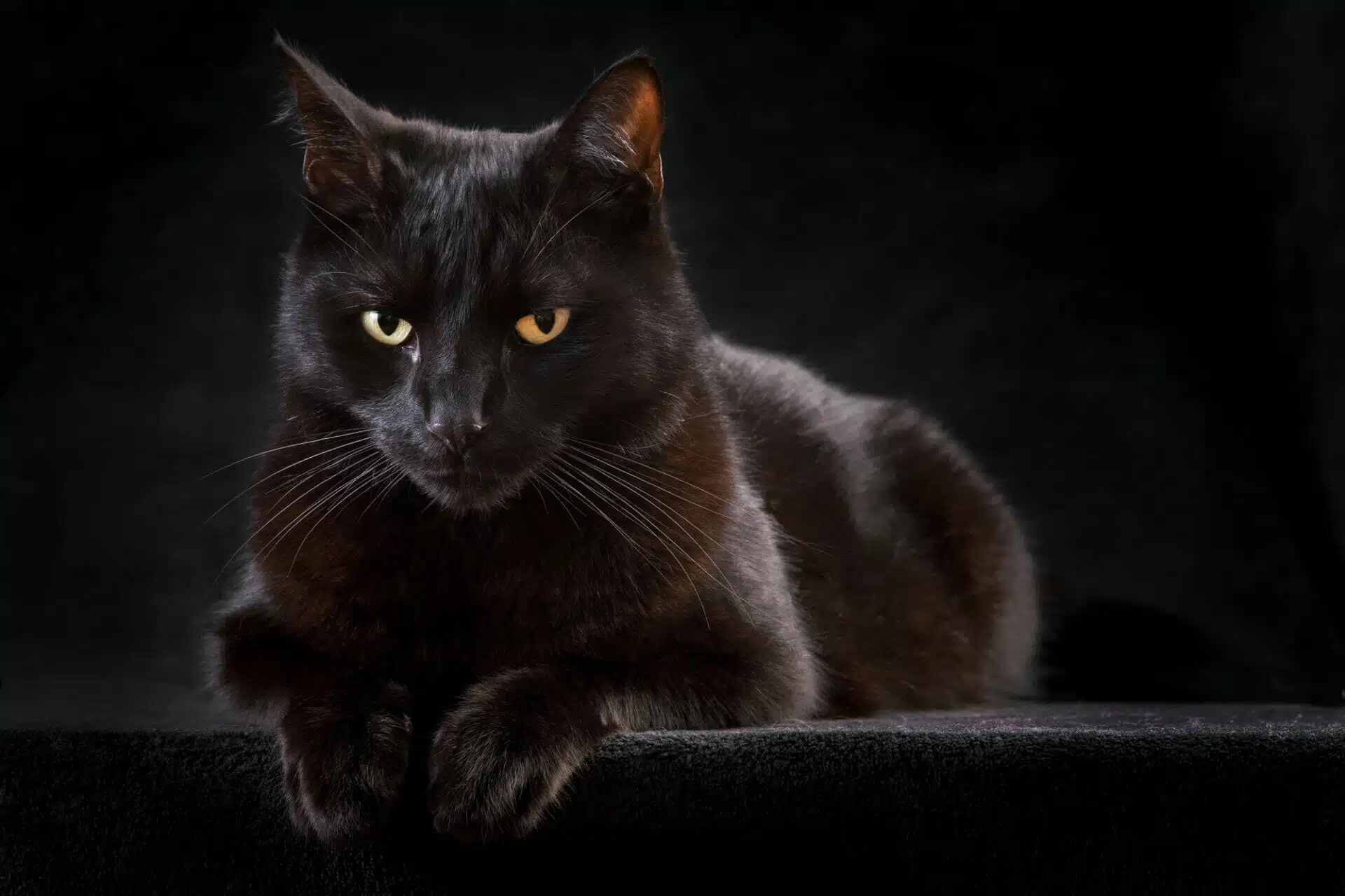 la leggenda del gatto mammone