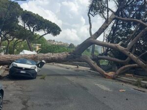 albero caduto a posillipo napoli